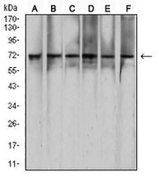 RAD21 Mouse Monoclonal Antibody
