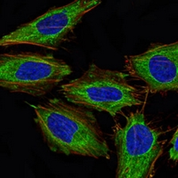 PDHA1 Mouse Monoclonal Antibody