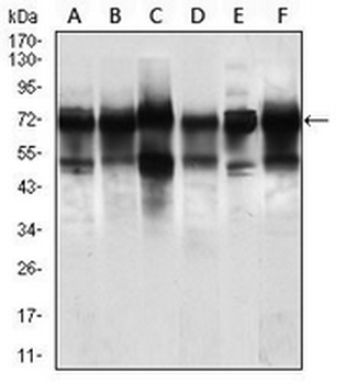 NELFA Mouse Monoclonal Antibody