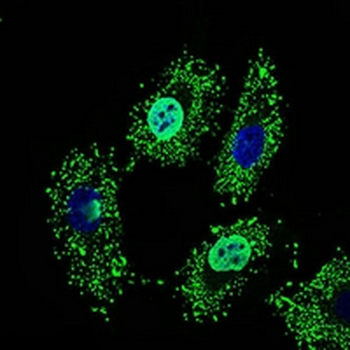 NELFA Mouse Monoclonal Antibody