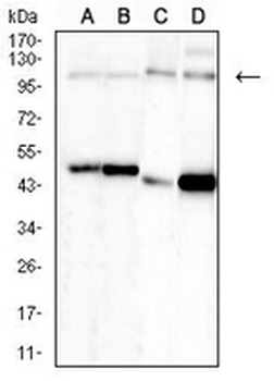 NEDD9 Mouse Monoclonal Antibody