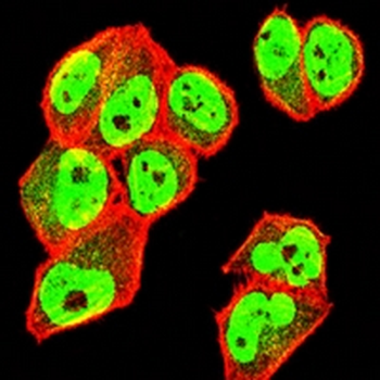 NEDD9 Mouse Monoclonal Antibody