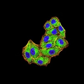 MIB1 Mouse Monoclonal Antibody