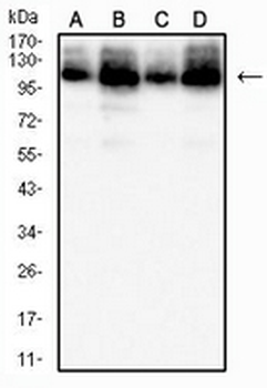 MCM3 Mouse Monoclonal Antibody