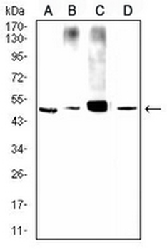 CD107a Mouse Monoclonal Antibody