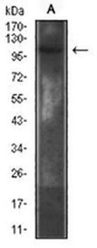 CD130 Mouse Monoclonal Antibody