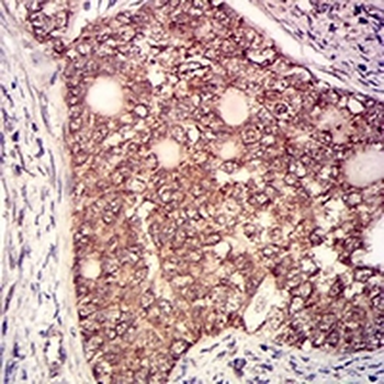 CD130 Mouse Monoclonal Antibody