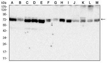 GRP75 Mouse Monoclonal Antibody