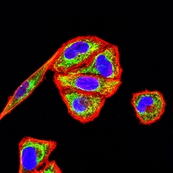 GRP75 Mouse Monoclonal Antibody