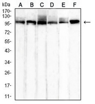 HSPA4 Mouse Monoclonal Antibody