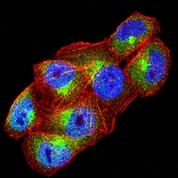HSPA4 Mouse Monoclonal Antibody