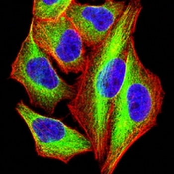 GPR83 Mouse Monoclonal Antibody