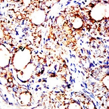 DLL3 Mouse Monoclonal Antibody