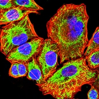 DLL3 Mouse Monoclonal Antibody