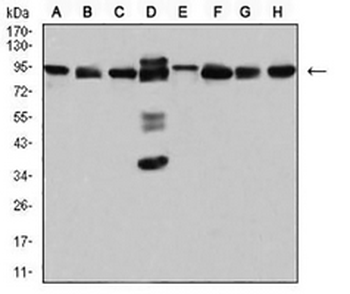 DDX1 Mouse Monoclonal Antibody