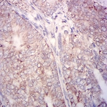 Cytochrome c Mouse Monoclonal Antibody