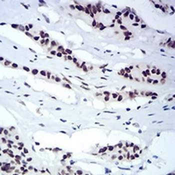 HP1 alpha Mouse Monoclonal Antibody