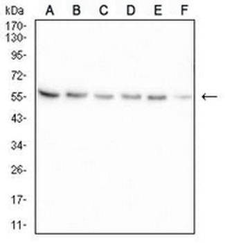 B4GALNT1 Mouse Monoclonal Antibody