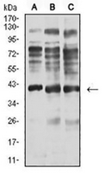 Centaurin-alpha-1 Mouse Monoclonal Antibody
