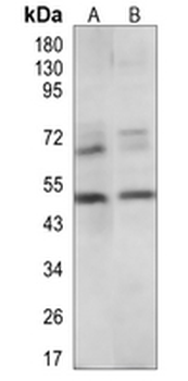 CD27 Rabbit Polyclonal Antibody