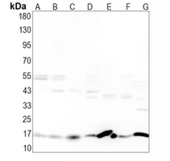 Fis1 Rabbit Monoclonal Antibody