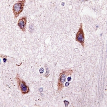 OPA1 Rabbit Monoclonal Antibody