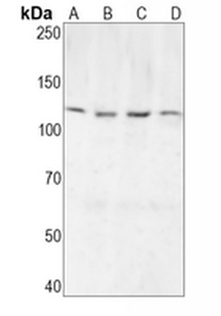 NLRP3 Rabbit Monoclonal Antibody