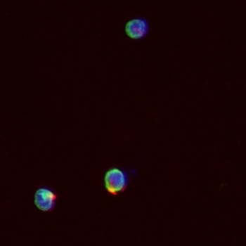 NLRP3 Rabbit Monoclonal Antibody