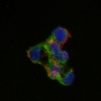 Tyrosine Hydroxylase Rabbit Monoclonal Antibody