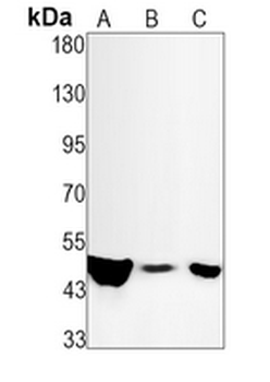 Caspase 9 Rabbit Monoclonal Antibody