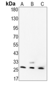 BCL2 Rabbit Monoclonal Antibody