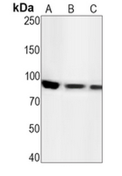 STAT1 (Phospho-Y701) Rabbit Monoclonal Antibody
