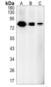 CBP Rabbit Monoclonal Antibody