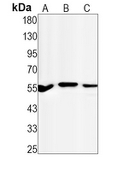 TAB1 Rabbit Monoclonal Antibody