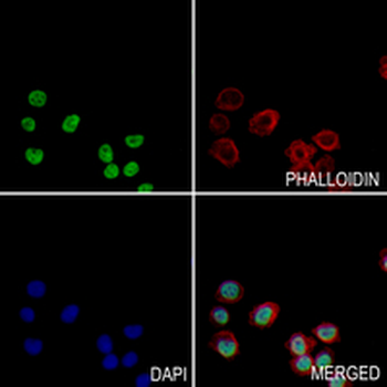Matrin 3 Rabbit Monoclonal Antibody