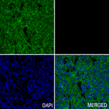 MST4 Rabbit Monoclonal Antibody