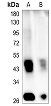 MOG Rabbit Monoclonal Antibody