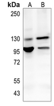 STAT2 Rabbit Monoclonal Antibody