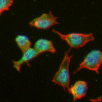 Caspase 8 Rabbit Monoclonal Antibody