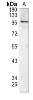 VAV1/2/3 Rabbit Monoclonal Antibody