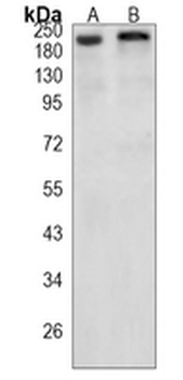 DNMT1 Rabbit Monoclonal Antibody