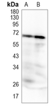YY1 Rabbit Monoclonal Antibody