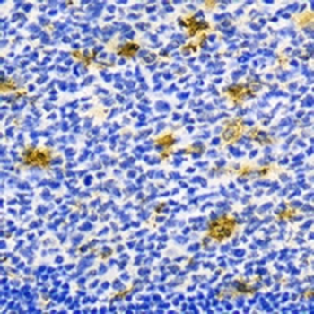 IBA1 Rabbit Monoclonal Antibody