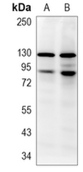 STAT1 (Phospho-S727) Rabbit Monoclonal Antibody