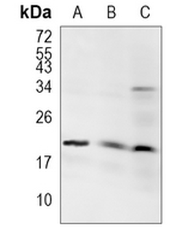 SKP1 Rabbit Monoclonal Antibody