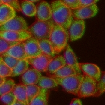 Cytochrome c Rabbit Monoclonal Antibody