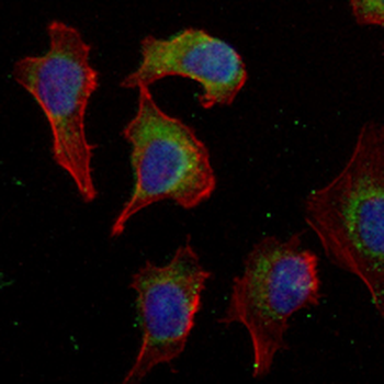 FDX1 Rabbit Monoclonal Antibody