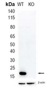 Peroxiredoxin 5 Rabbit Monoclonal Antibody