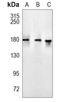 CD243 Rabbit Monoclonal Antibody