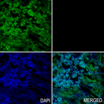 RhoA/B/C Rabbit Monoclonal Antibody